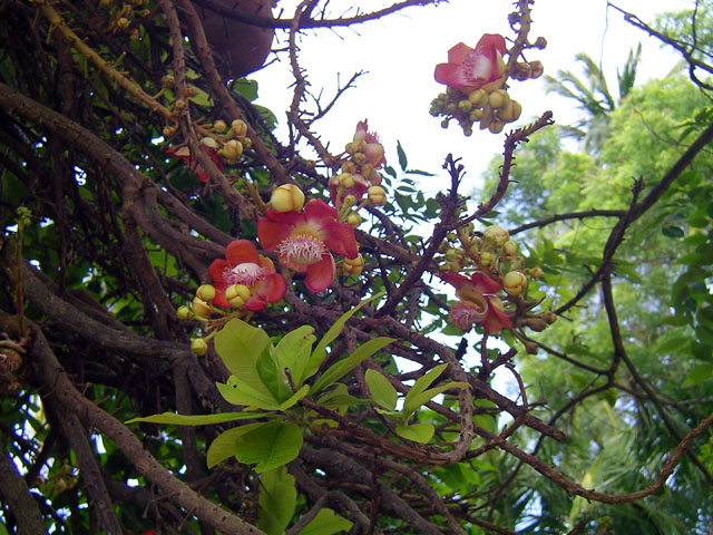 �L���m���E�{�[���̉�