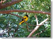 �h��ȏ���