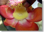 �L���m���E�{�[���̉�