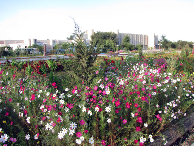 �z�e���̑O�ɍ炢�Ă����R�X���X