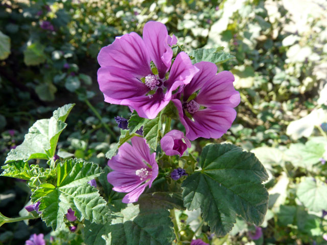 �C�`�����E�J�����ɍ炭��