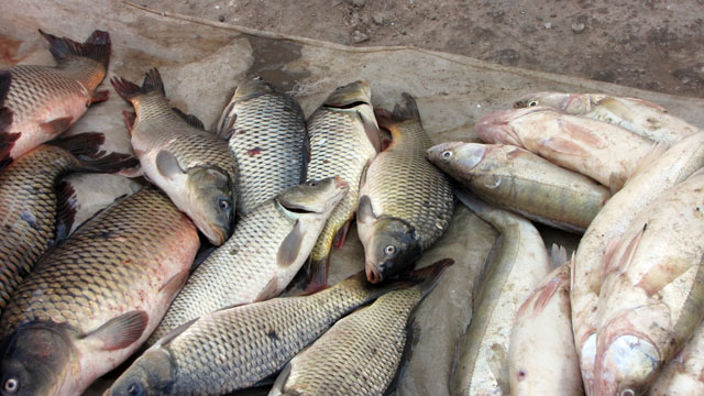 �܂������Ă��鋛