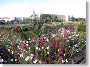 �z�e���̑O�ɍ炢�Ă����R�X���X