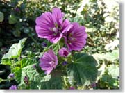 �C�`�����E�J�����ɍ炭��