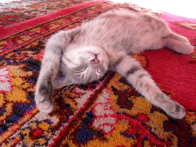 ��_�Ȋ��D�ŏn�����Ă���L