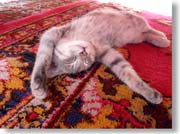 ��_�Ȋ��D�ŏn�����Ă���L