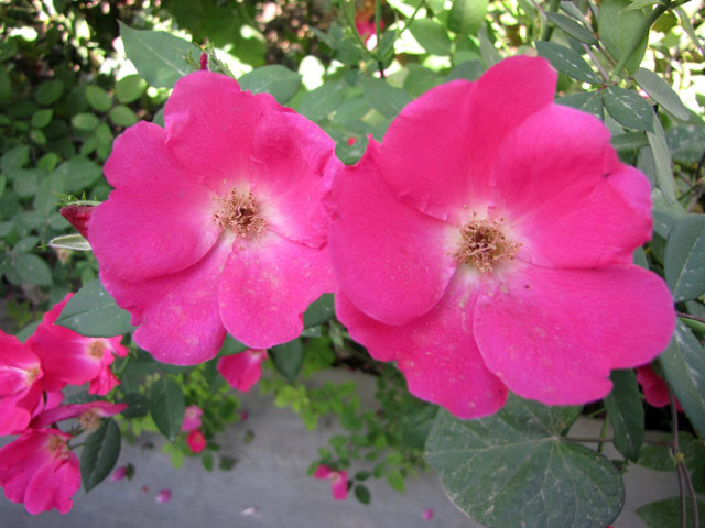 �I�[���h�E���[�Y