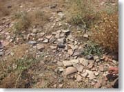 �A�t���V���u�̋u�ɎU�������Ղ̎c�[