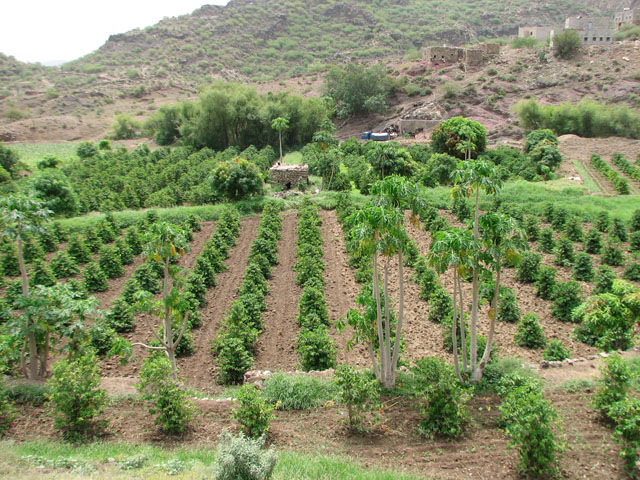 �R�[�q�[��