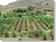 �R�[�q�[��