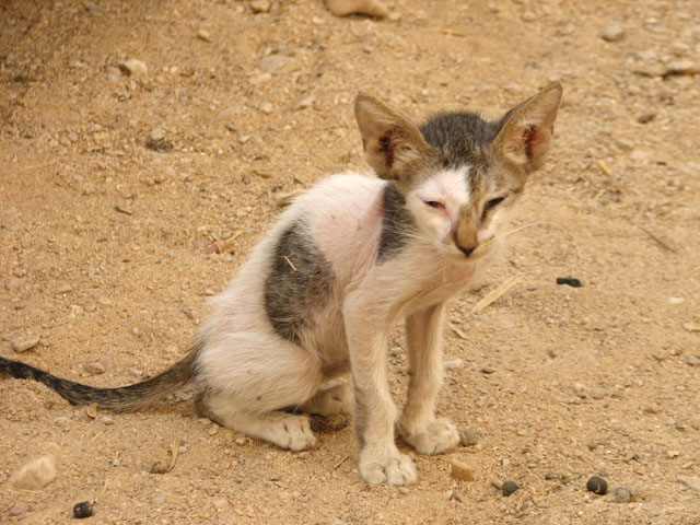 �������L