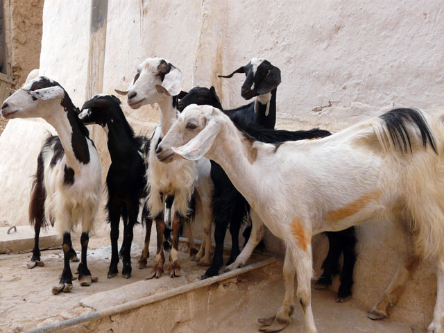 ���M����