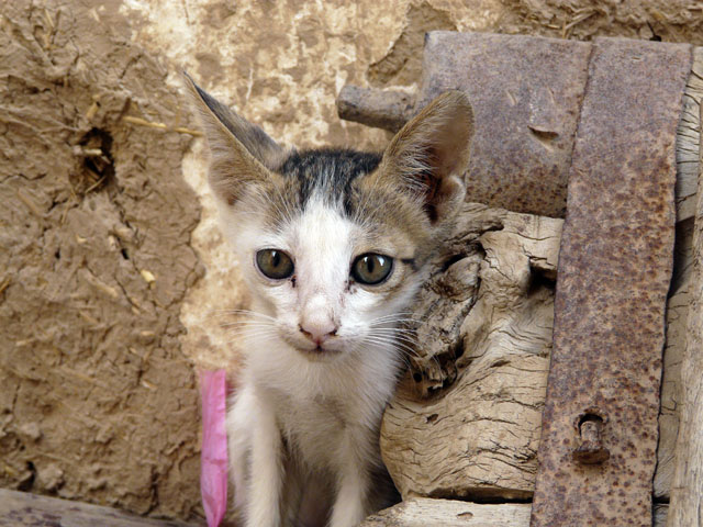 �����������q�L