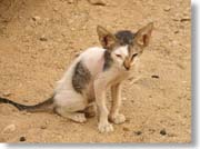 �������L