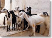 ���M����