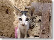 �����������q�L