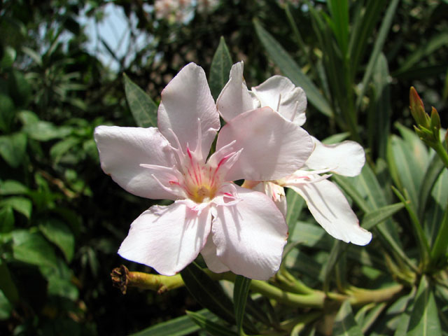 �s���N�̉ԂP