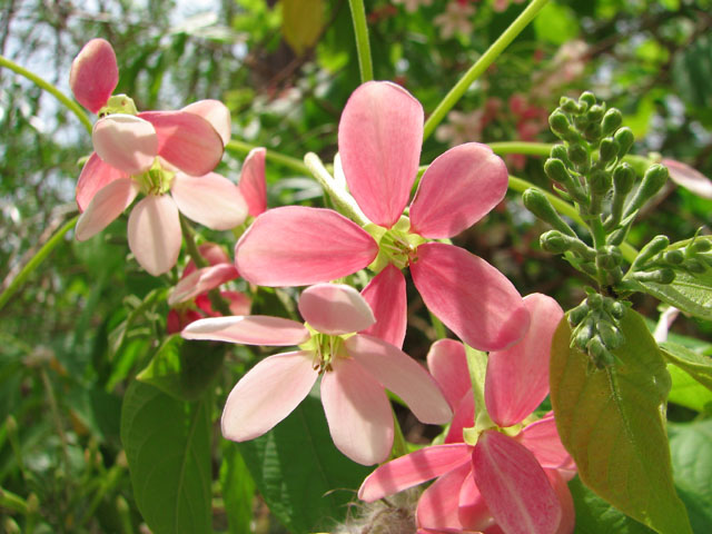 �s���N�̉ԂQ