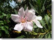 �s���N�̉ԂP