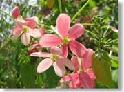 �s���N�̉ԂQ