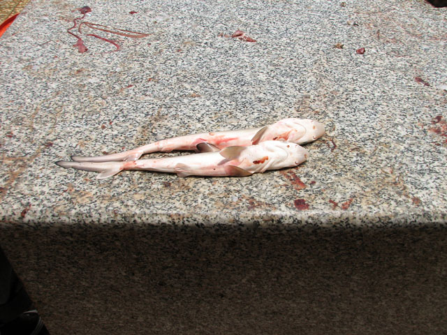 �L�̎q���H