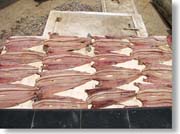 �������̋�