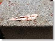 �L�̎q���H