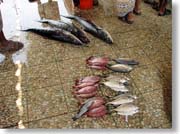 ���ɕ��ׂ�ꂽ��