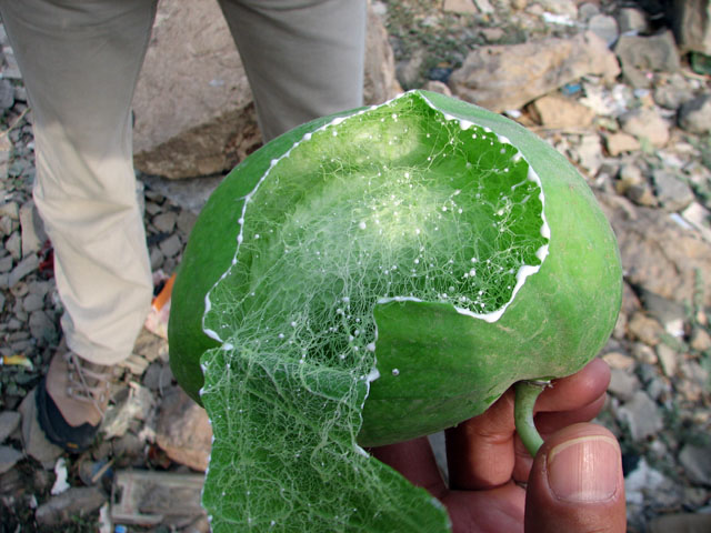 �\�h���̗ь�̃A�b�v