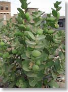 �\�h���̗ь�