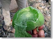 �\�h���̗ь�̃A�b�v