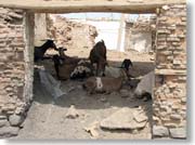 ���M����