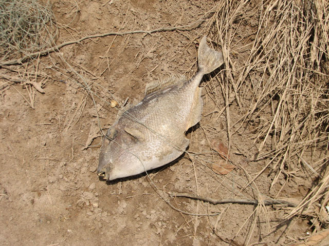 �����т���