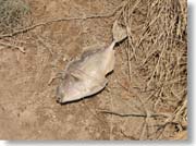 �����т���