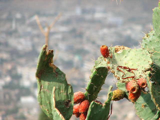 �T�{�e���̎�