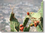 �T�{�e���̎�