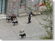 �R�r��ǂ����N