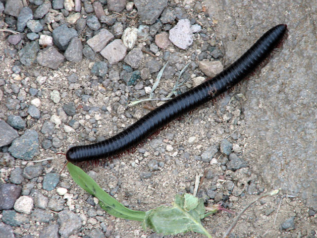 ���僀�J�f�i�X�}�������|�C���g�j