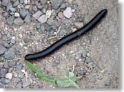 ���僀�J�f�i�X�}�������|�C���g�j