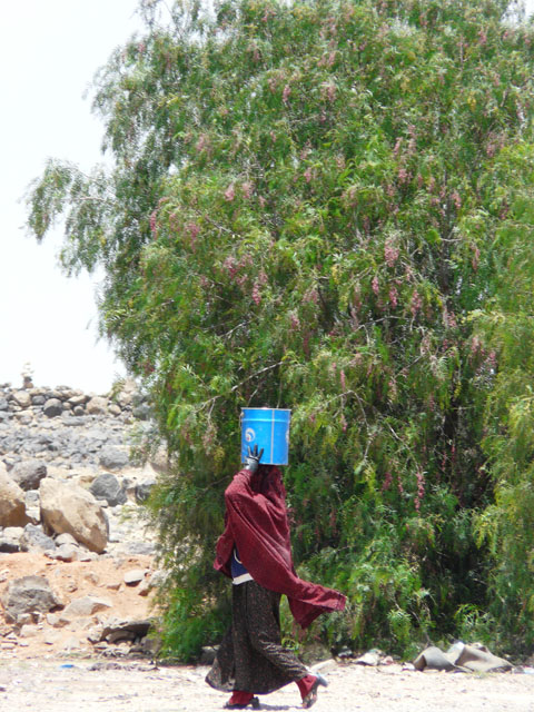 ���Ƀh�����ʂ��̂�������(�O���U�[�h�E�S���U����)