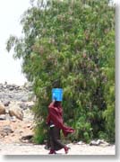 ���Ƀh�����ʂ��̂�������(�O���U�[�h�E�S���U����)