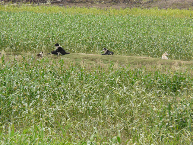 ���ނ�̒��̌�����