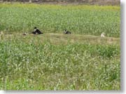 ���ނ�̒��̌�����