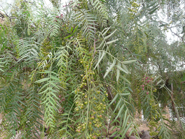 �����̎�