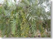 �����̎�