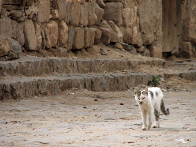 �ʂ������L