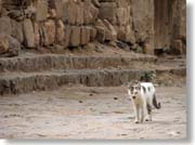 �ʂ������L