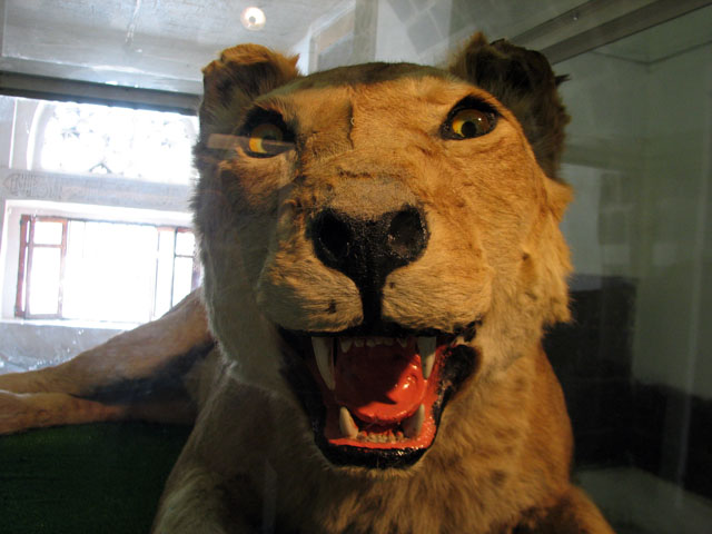 ���C�I���̔���