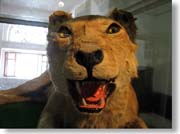 ���C�I���̔���