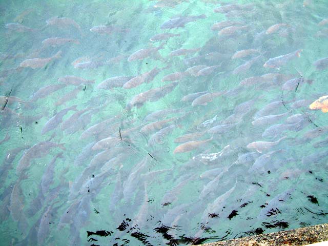 �����ɌQ���鋛